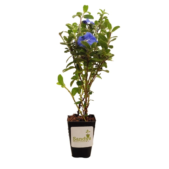 Blue Daze Evolvulus Glomeratus 3 Inch Pot