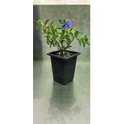 Blue Daze Evolvulus glomeratus 2.5 inch Pot, Lot of 10
