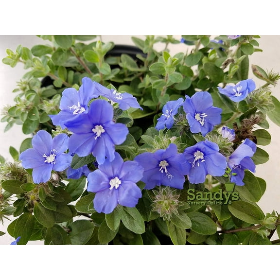 Blue Daze Evolvulus glomeratus Starter Plant, Lot of 2