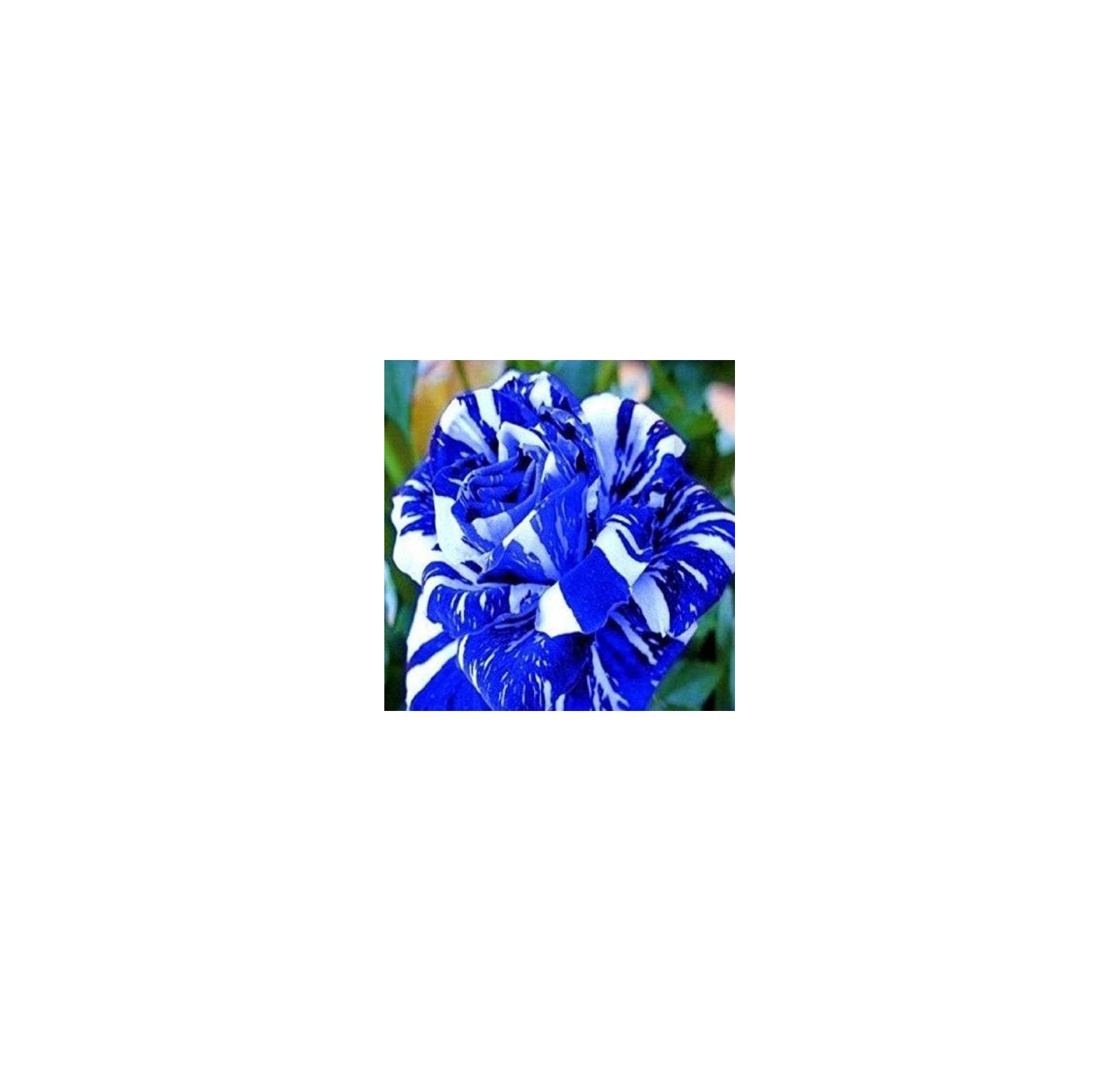 Blue Dragon Rose Bush 20 SeedsRare