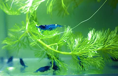 Image showcasing Upgrade your aquarium care with the smart CHIHIROS Doctor Mate