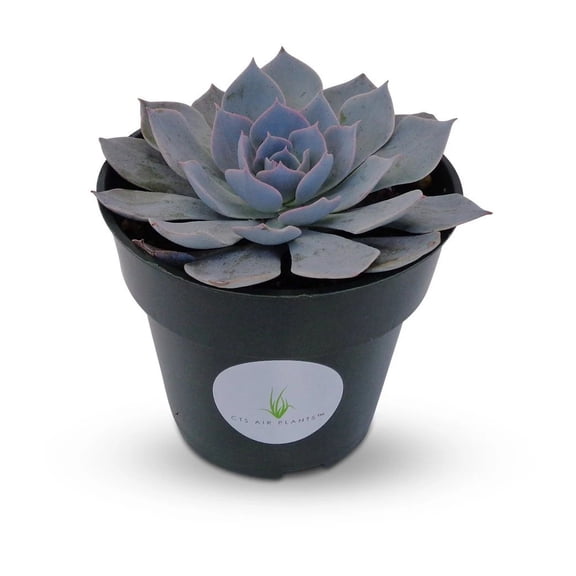 Blue Echeveria Peacockii Succulents, 4" Pot