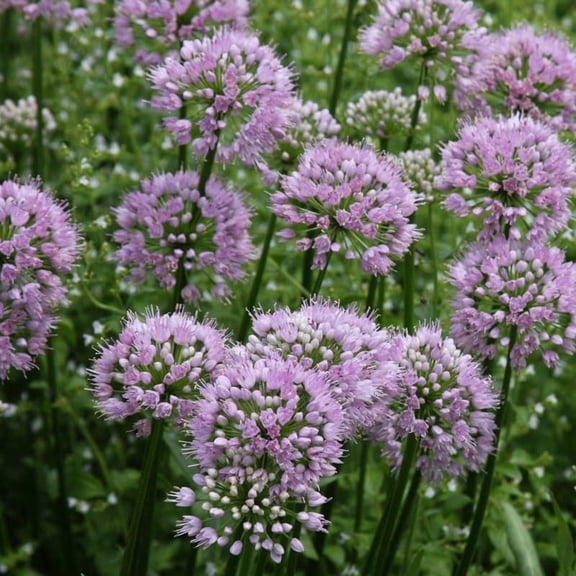 Blue Eddy Allium Flower Root - Ready to Plant - Grow a Fragrant Perennial Garden - Attracts Butterflies and Hummingbird - Deer Resistant - Good as Cut Flowers