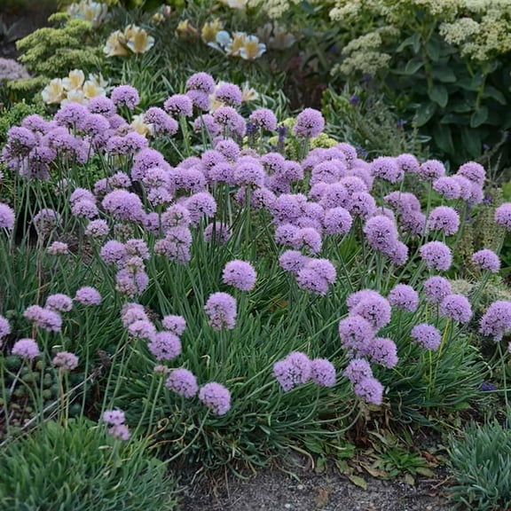Blue Eddy Flowering Onion Perennial - Allium - Gallon Pot