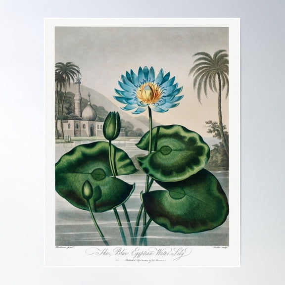 Blue Egyptian Water Lily | Temple Of Flora | Circa 1807 | Vintage Flowers | Vintage Florals | Poster Wall Art, Modern Wall Decor For Living Room Bedroom, 8x12 UNFRAMED