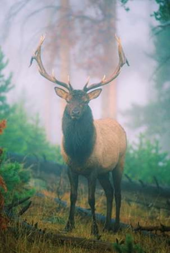 Blue Elk Canvas Art - Gary Crandall (20 x 28)