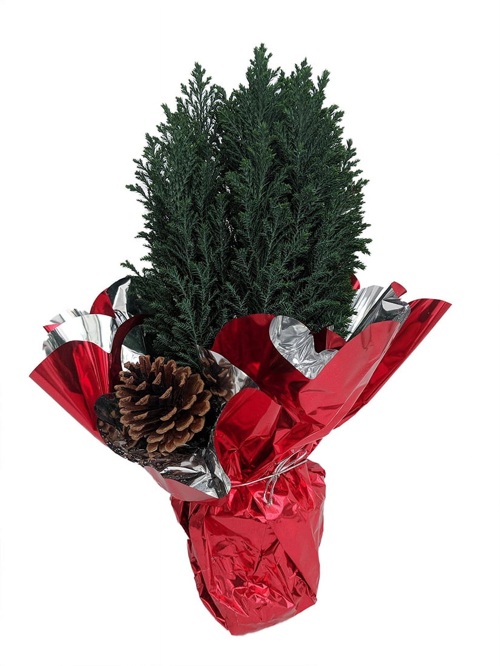Blue European Cypress Christmas Tree Indoors/Out 4" Pot Decorated