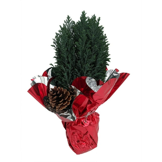 Blue European Cypress Christmas Tree Indoors/Out 4" Pot Decorated