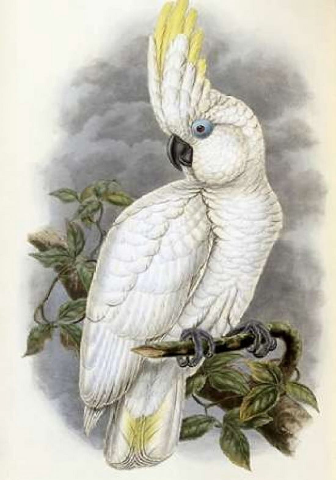 Blue-Eyed Cockatoo Canvas Art - John Glover (20 x 28)