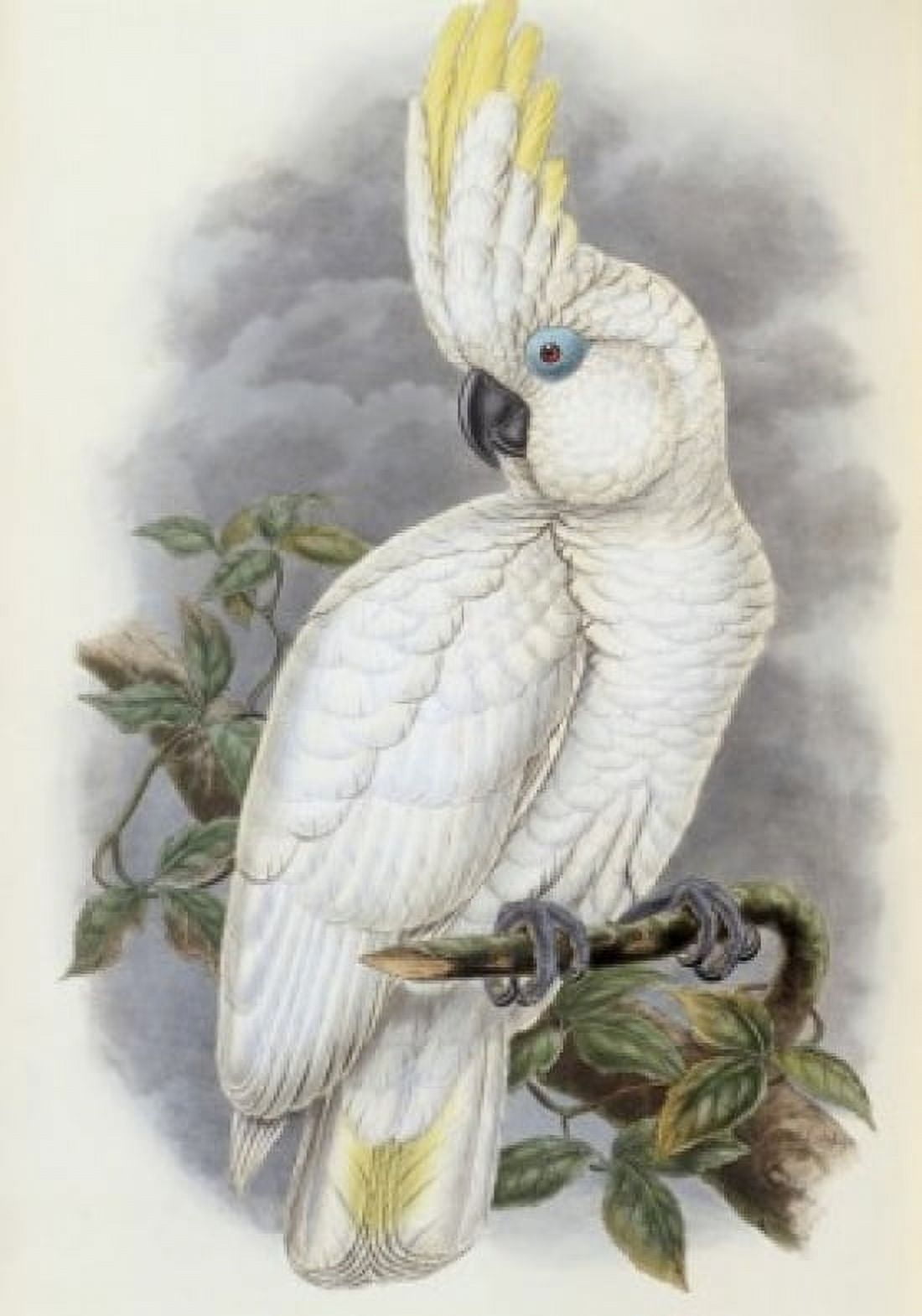 Blue-Eyed Cockatoo John Gould (1804-1881 British) Canvas Art - John Gould (24 x 36)