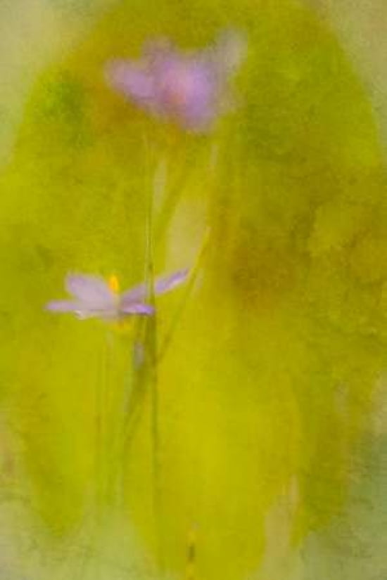 Blue-Eyed Grass Canvas Art - Roberta Murray (12 x 18)