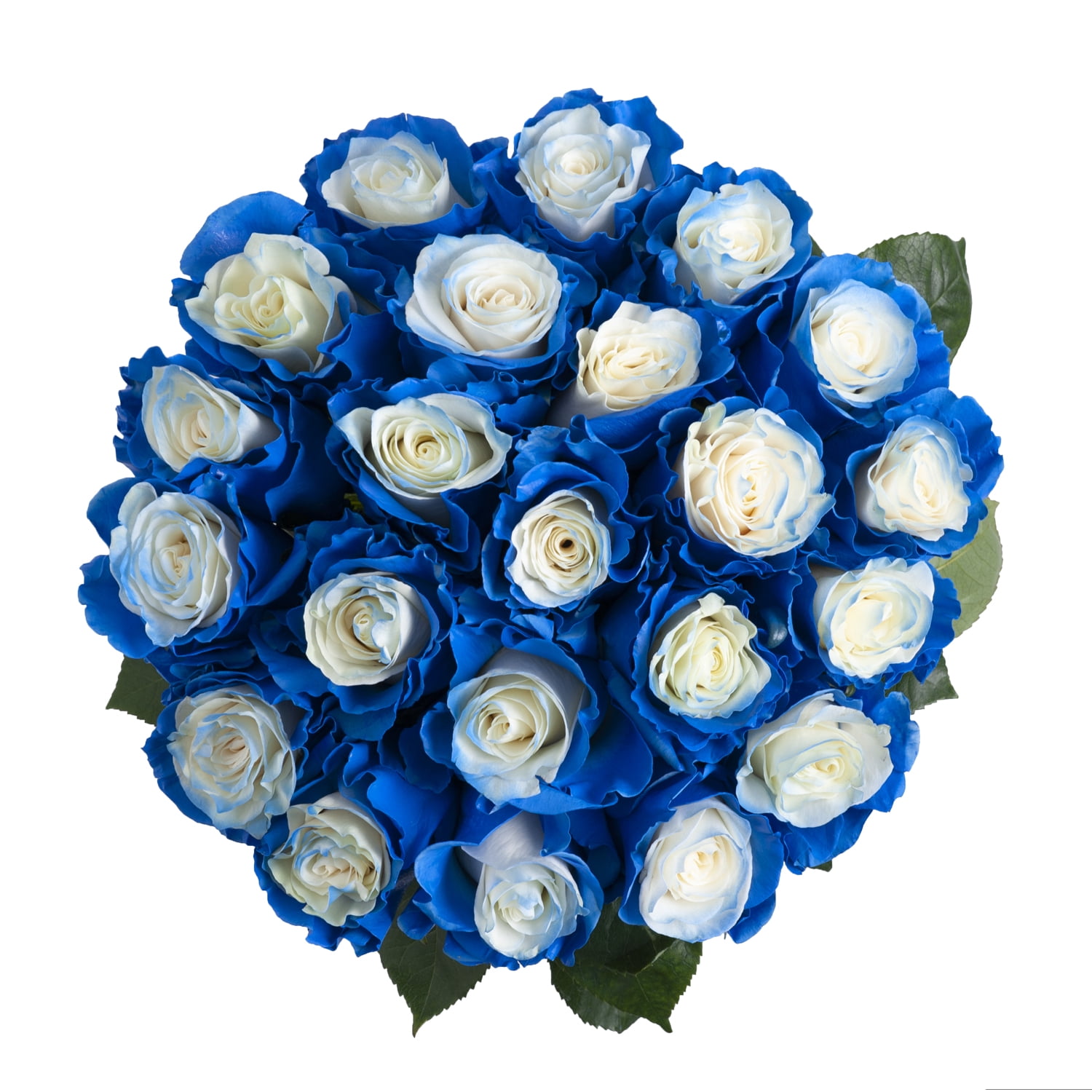 Blue Fairy Roses - 50 cm - Fresh Cut Flowers - 100 Stems - by ...