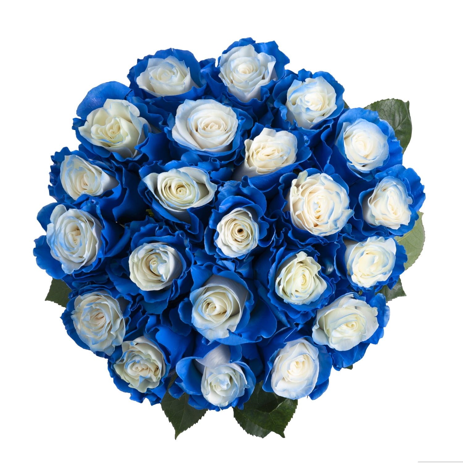 Blue Fairy Roses - Farm Direct Fresh Cut Flowers - 125 Stems - by ...