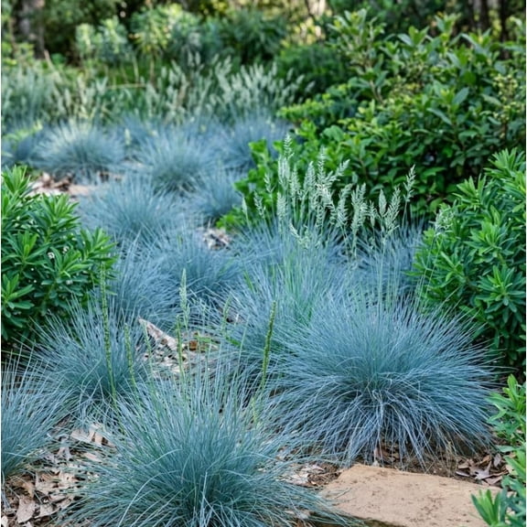 Blue Fescue Grass Live Plant Ornamental Grass Plant, Dwarf Grass Shrub, Vibrant Blue Grasses Bush 4" Pot