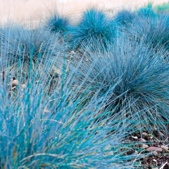 Blue Fescue Grass Plants Live, In 4" Pot, Hardy Ornamental Perennial Grass for Garden Borders