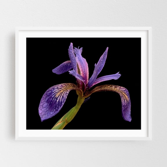 Blue Flag Iris After A Rain - Photography Floral Botanical Flowers Nature Garden Art Deco Modern Art White Framed Wall Art Print 6 x 8 inches