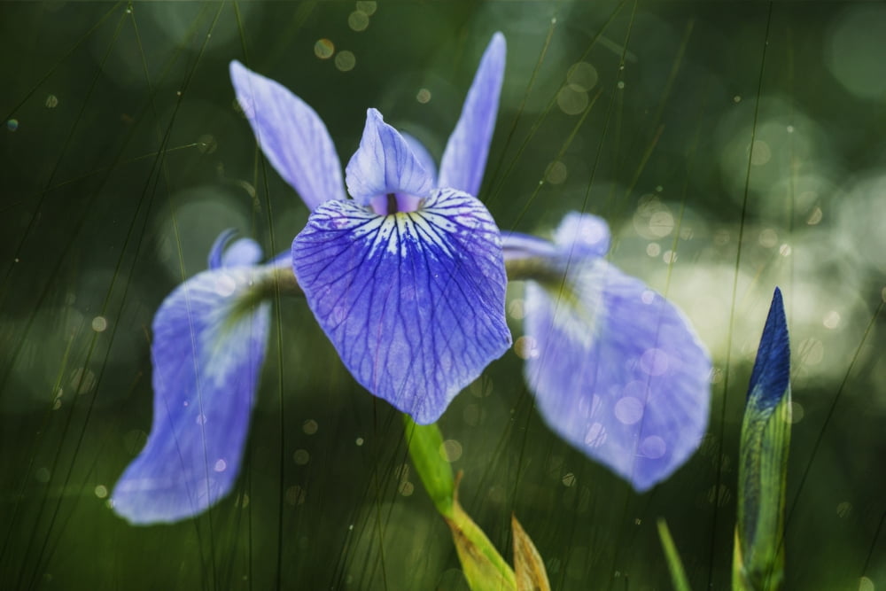 Blue Flag Iris (Iris Versicolor) Ontario Canada Canvas Art - Julie DeRoche Design Pics (38 x 24)
