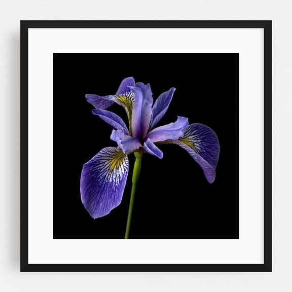 Blue Flag Iris - Photography Floral Botanical Flowers Nature Garden Scenic Minimalist Black Framed Wall Art Print 8 x 8 inches