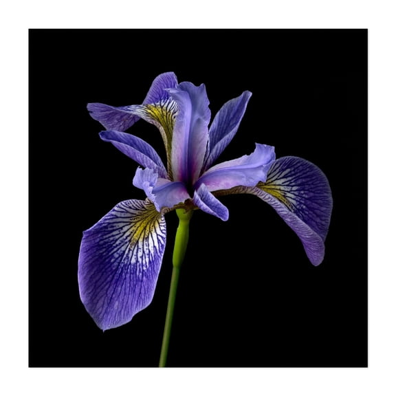 Blue Flag Iris - Photography Floral Botanical Flowers Nature Garden Scenic Minimalist Unframed Wall Art Print 6 x 6 inches
