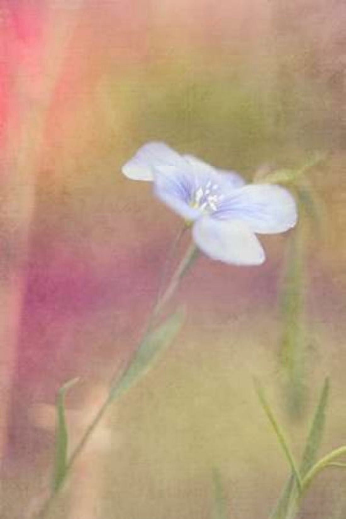 Blue Flax Canvas Art - Roberta Murray (12 x 18)