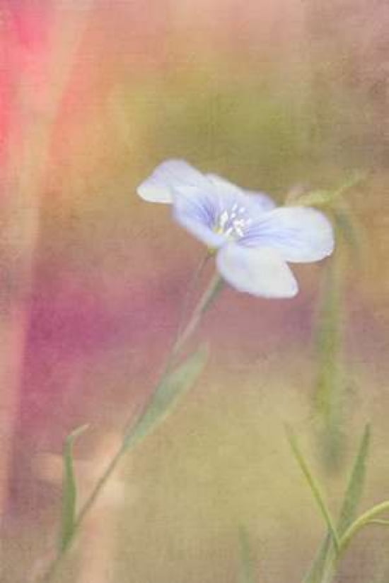 Blue Flax Canvas Art - Roberta Murray (24 x 36)