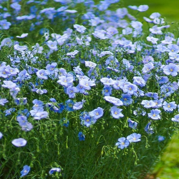 Blue Flax Seeds for Planting - Blue Wildflower (10,000 Seeds)