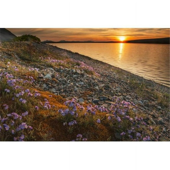 Blue Flax & Sunset At Lower Twin Lake Clark National Park & Preserve Southcentral Alaska Poster Print by Carl Johnson, 38 x 24 - Large