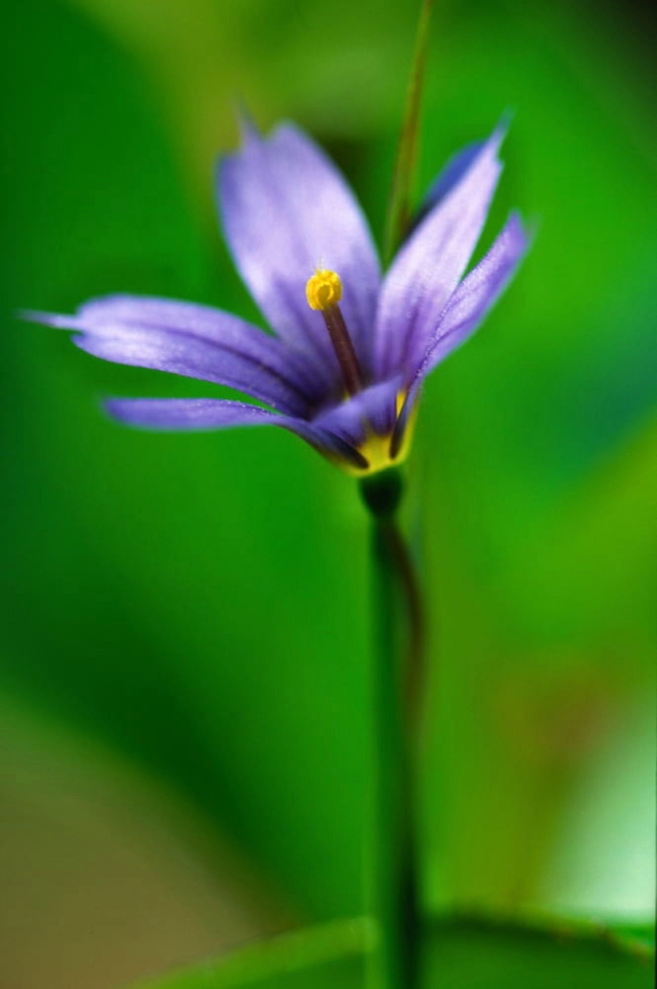 Blue Flower Canvas Art - Robert Postma Design Pics (12 x 18)