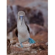 Blue-Footed Booby Poster Print - Siyu And Wei 24 x 36