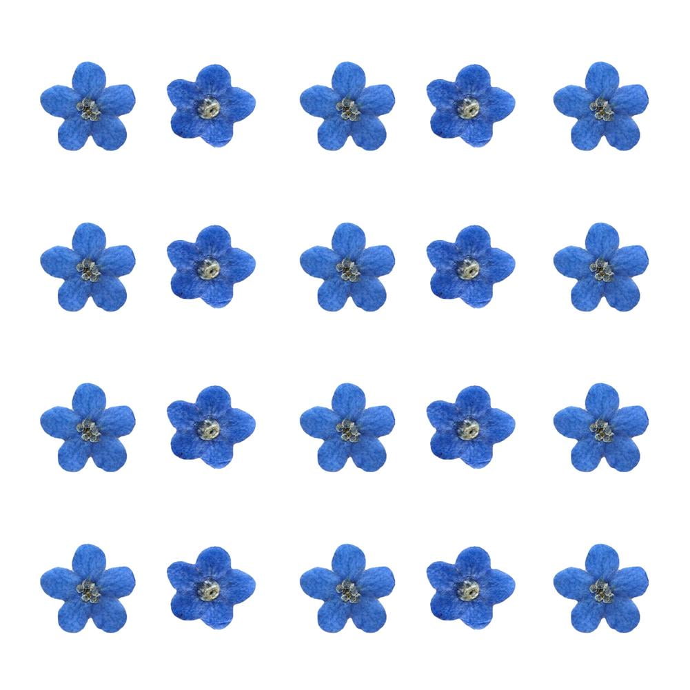 Photo inspiration: Picture Idea: Lianhanyi Blue Forget Me Not Flowers Dried Pressed Nature Art