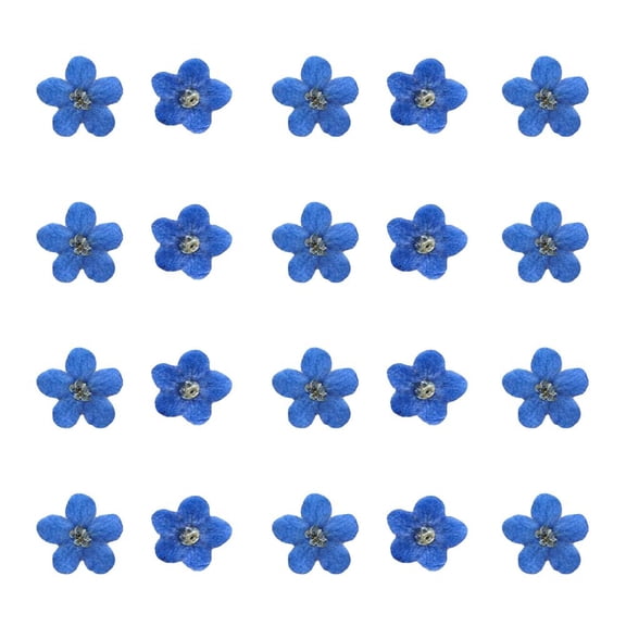 LUVCLS Blue Forget Me Not Flowers Dried Pressed Nature Art DIY Flowers FAST P5A8
