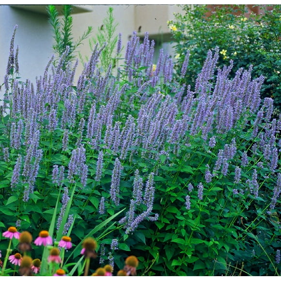 Humming Mint Agastache Hummingbird Mint