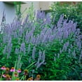 thumbnail image 1 of Blue Fortune Hummingbird Mint- Agastache- Anise Hyssop- Live Plant - Gallon Pot, 1 of 1