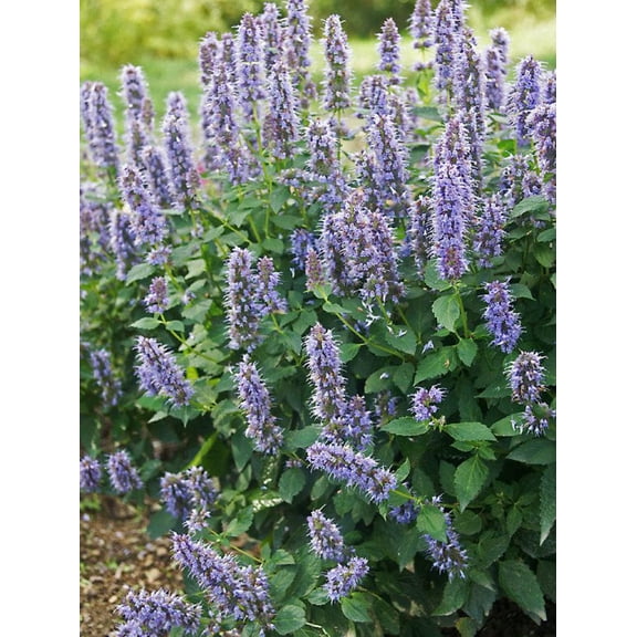 Agastache x 'Blue Fortune'Blue Fortune HyssopAttracts Pollinators  2 Gallon