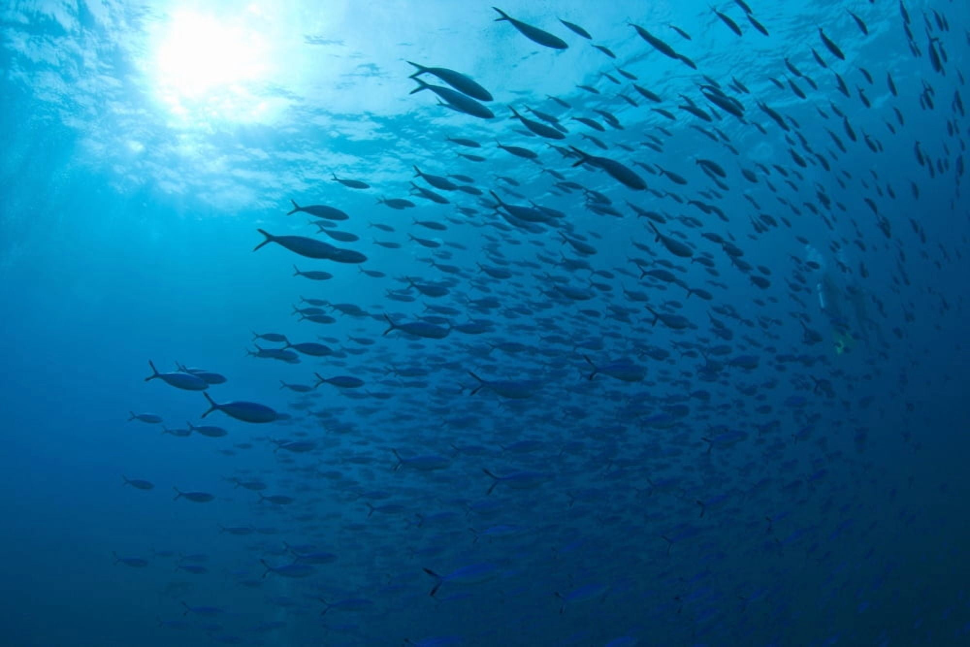 Blue Fusiliers Similan National Marine Park Thailand Canvas Art - Stuart Westmorland Design Pics (18 x 12)