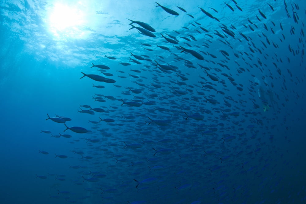 Blue Fusiliers Similan National Marine Park Thailand Canvas Art - Stuart Westmorland Design Pics (36 x 24)