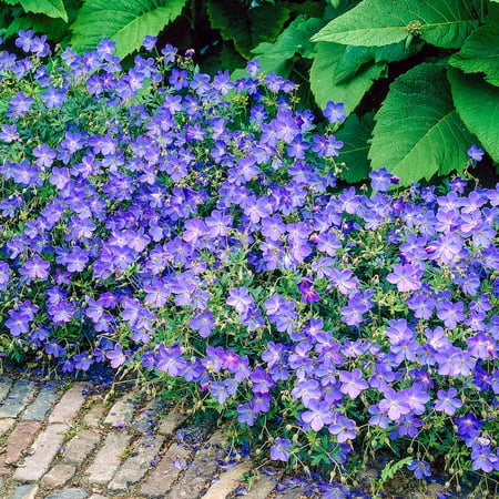 Blue Fusion Hardy Geranium Dormant Bare Root Perennial Plants, 3 plants per offer