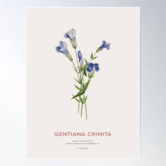 Blue Gentian Or Gentiana Crinita Poster Wall Art, Modern Wall Decor For Living Room Bedroom, 12x18 UNFRAMED