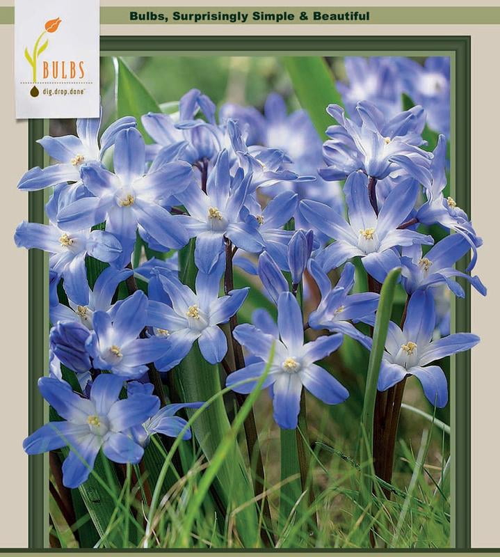 Blue Giant Glory of the Snow 20 Bulbs - Chionodoxa forbesii - 5/+ cm ...