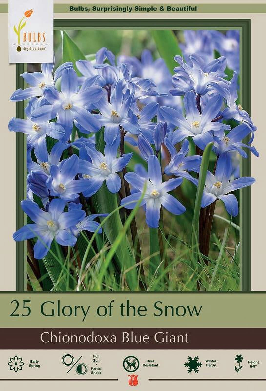 Blue Giant Glory of the Snow Flower Bulbs - Chionodoxa - 5/+ cm, 25 ...