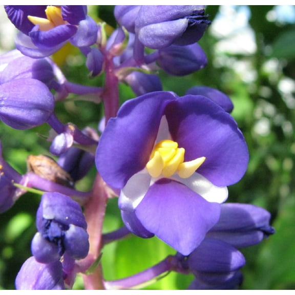 Blue Ginger Dichorisandra Thyrsiflora Flower Plant Bulb Root 1 Pack (2"-4" Long) Partial Shade, Perennial