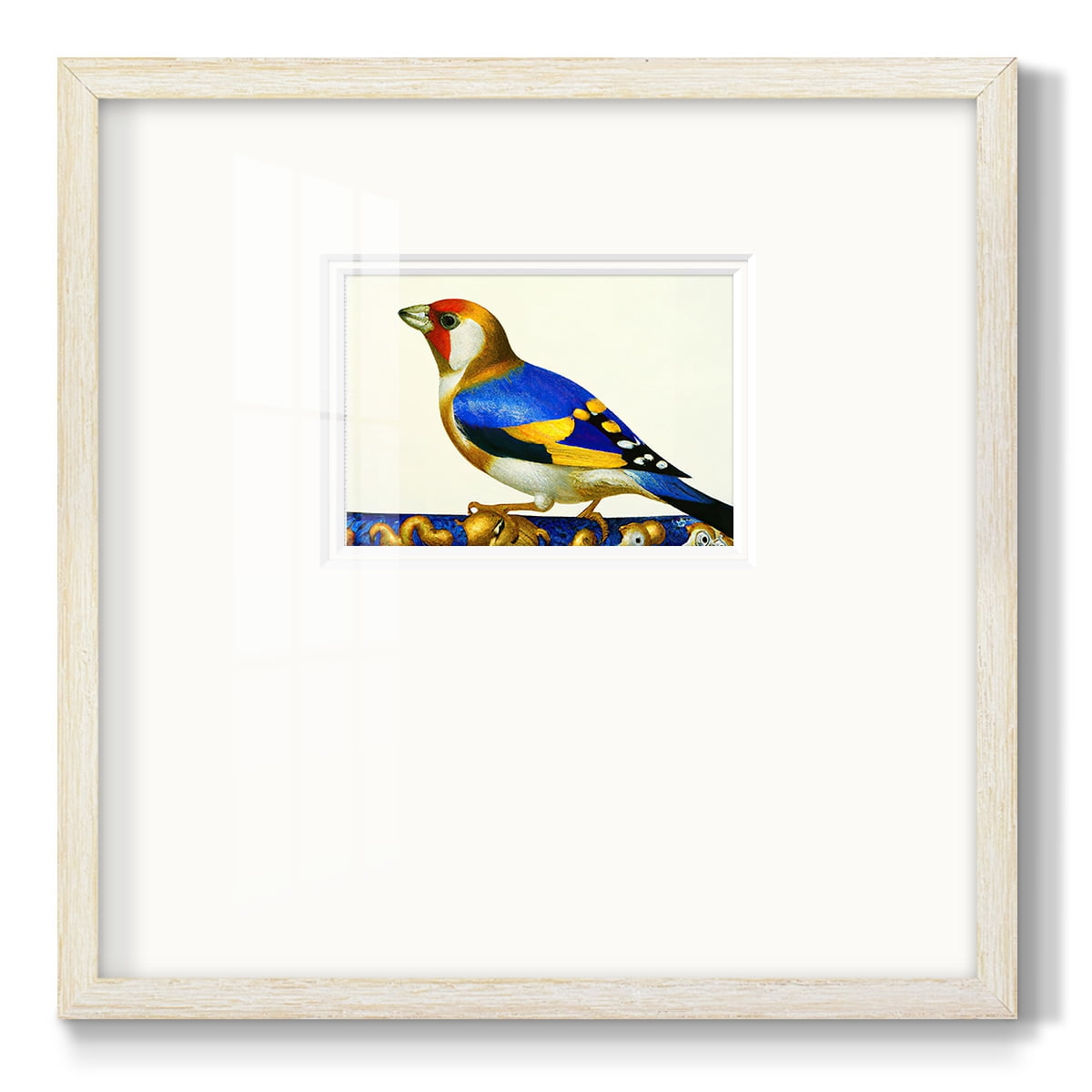 Blue Gold FinchPremium Framed Print