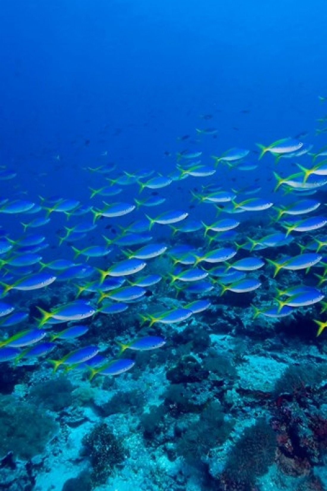 Blue-Gold Fusilier fish Raja Ampat Indonesia Canvas Art - Stuart Westmorland DanitaDelimont (24 x 36)