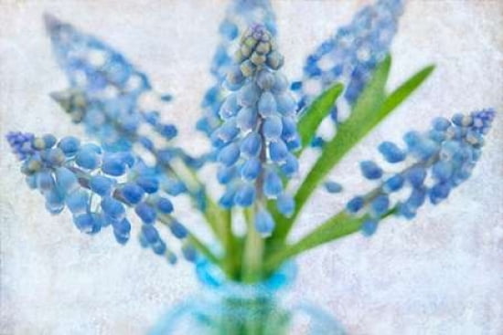 Blue Grape Hyacinth Canvas Art - Cora Niele (12 x 18)