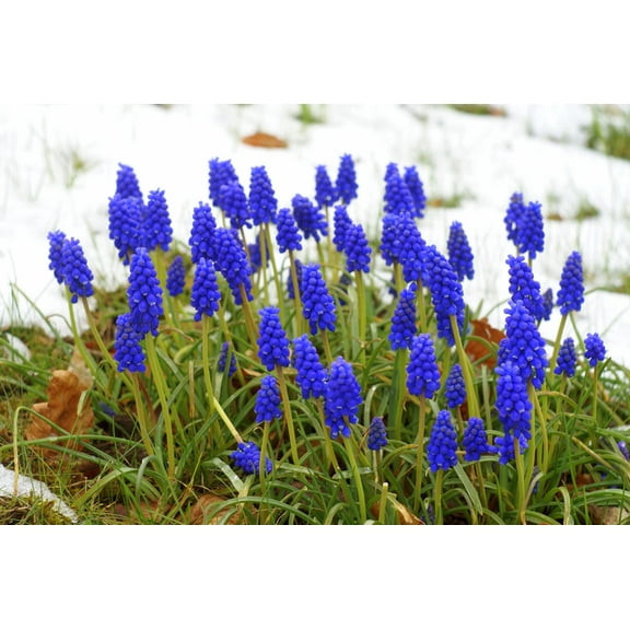 Blue Grape Hyacinth Muscari Bulbs for Planting - Easy to Grow (100 Bulbs)