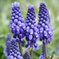 thumbnail image 1 of Blue Grape Hyacinth or Muscari Flower Bulbs Jumbo Pack - 100 Bulbs Per Pack - Pleasantly Scented - Deer Resistant - Grows Well In Containers - Perennializing - Grow Indoors or Outdoors – Live Plants, 1 of 6