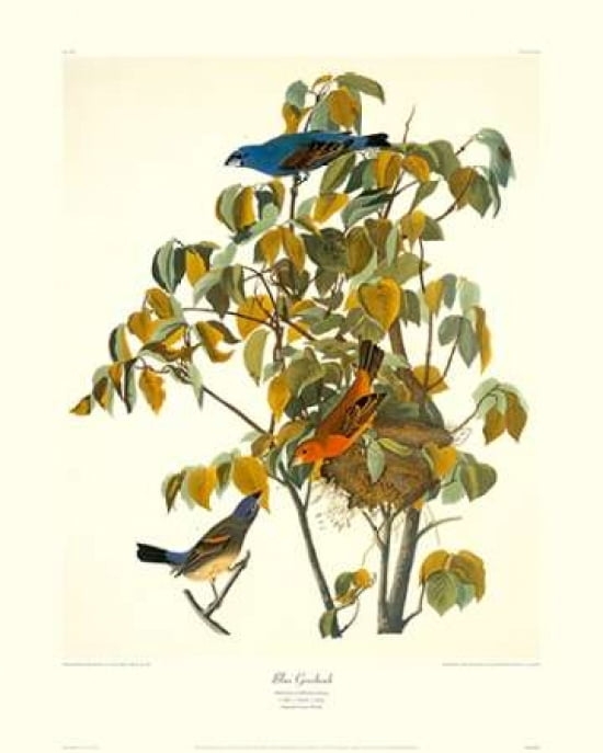 Blue Grosbeak (decorative border) Canvas Art - John James Audubon (24 x 30)