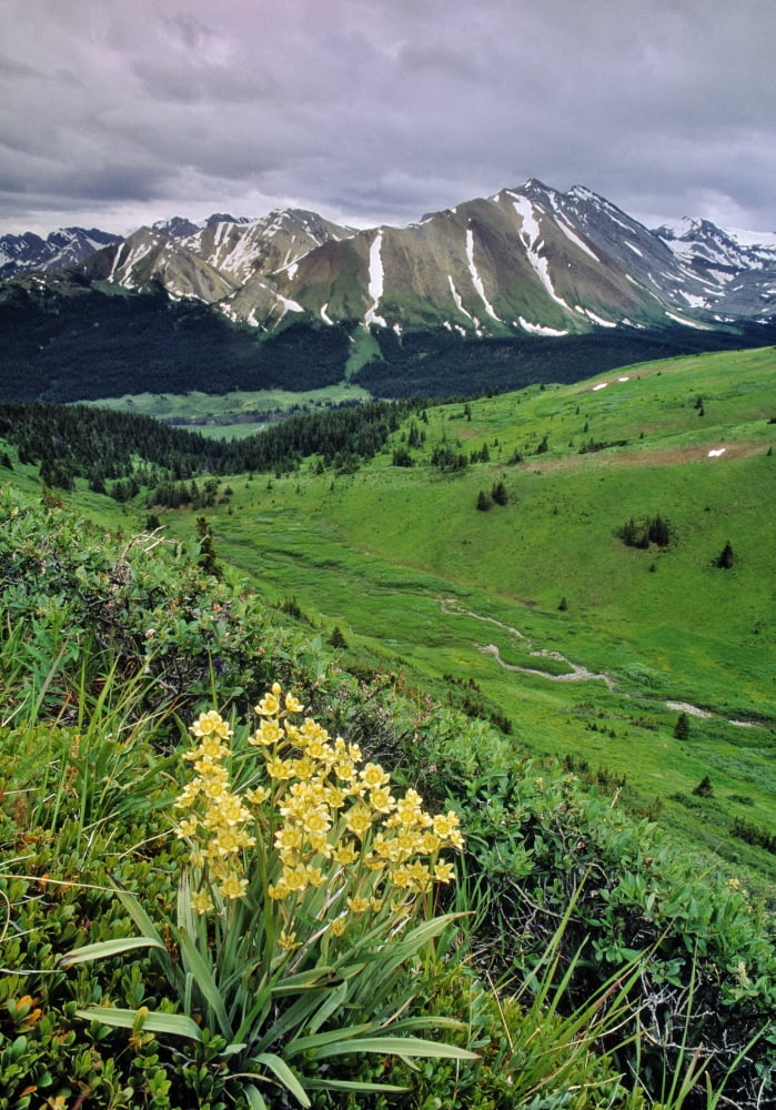 Blue Grouse Pass Willmore Wilderness Park Alberta Canvas Art - Darwin Wiggett Design Pics (22 x 32)