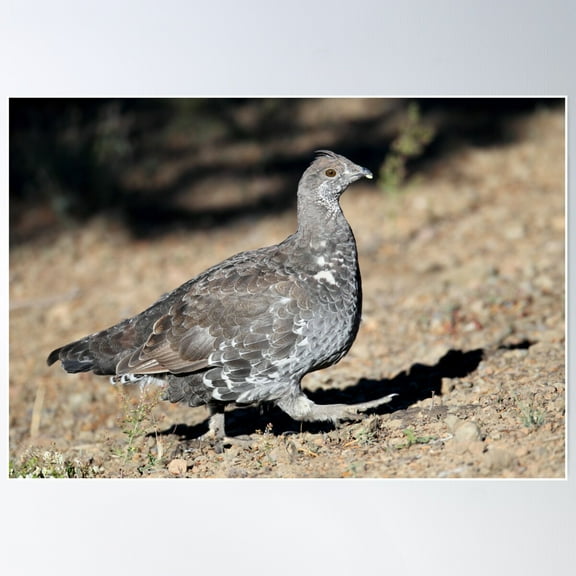 Blue Grouse Poster Wall Art, Modern Wall Decor For Living Room Bedroom, 8x12 UNFRAMED