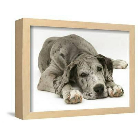 Blue Harlequin Great Dane Pup, Maisie, Lying with Chin on the Floor, Animals Framed Art Print Wall Art by Jane Burton Sold by Art.Com